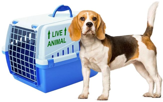 �������� �Live Animal�